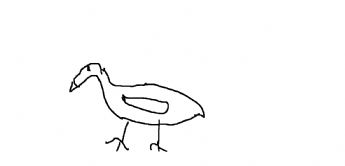 Seekor bebek kecil (atau burung air) sedang berjalan