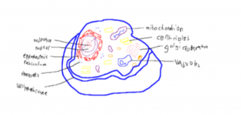 Dessin coloré de la structure d'une cellule animale